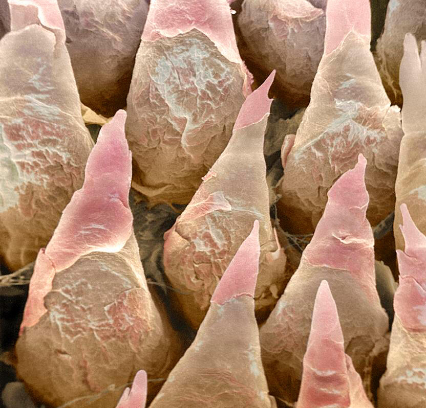 Cận cảnh bề mặt lưỡi @sciencephotogallery